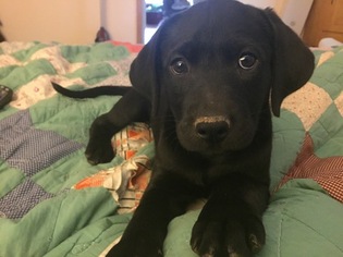 Labrador Retriever-Unknown Mix Puppy for sale in GENTRY, AR, USA