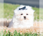 Small #4 Maltese