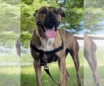Small #2 American Pit Bull Terrier Mix