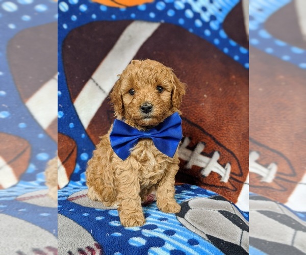 Medium Photo #5 Cavapoo Puppy For Sale in NEW PROVIDENCE, PA, USA