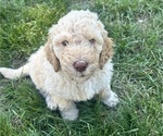 Small #2 Saint Berdoodle
