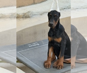 Doberman Pinscher Puppy for sale in PALMDALE, CA, USA