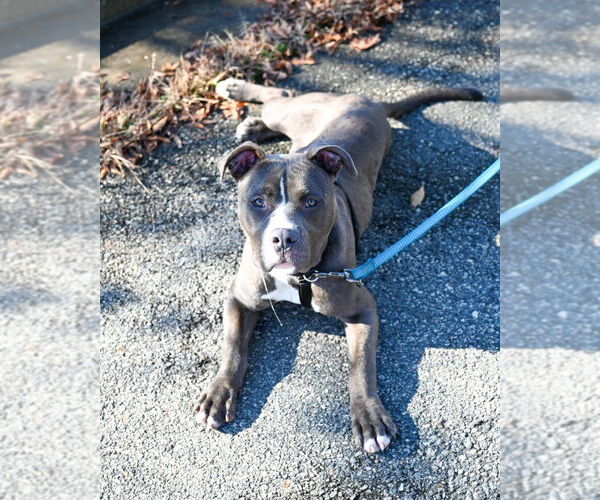 Medium Photo #11 Mutt Puppy For Sale in Glen Allen, VA, USA