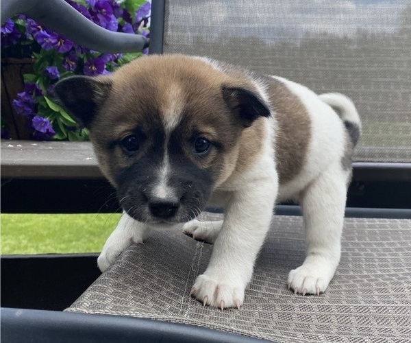 Medium Photo #3 Alaskan Husky-Border Collie Mix Puppy For Sale in RICHMOND, MI, USA