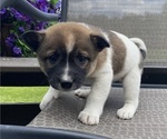 Small #2 Alaskan Husky-Border Collie Mix