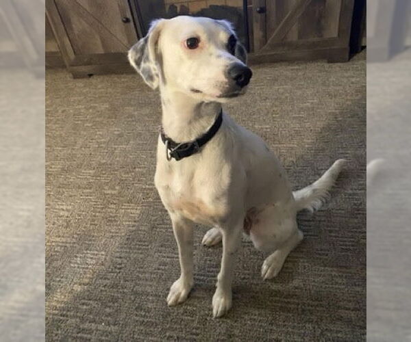 Medium Photo #2 Dalmatian-Pointer Mix Puppy For Sale in Princeton, MN, USA