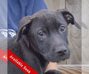 Unknown-Vizsla Mix Dogs for adoption in Huntley, IL, USA