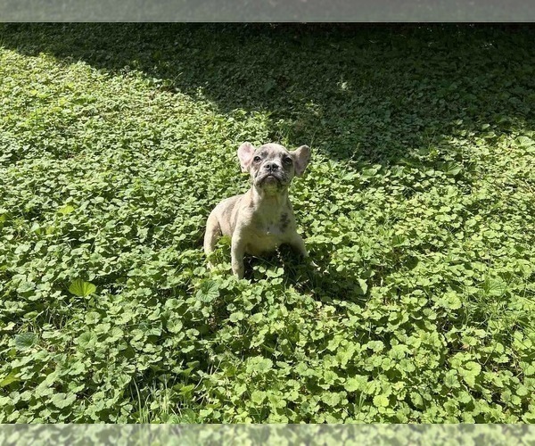 Medium Photo #3 French Bulldog Puppy For Sale in CUMMING, GA, USA