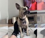Small #3 Chihuahua