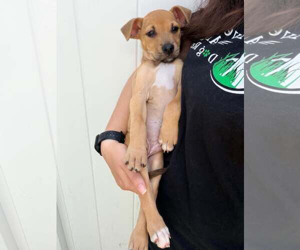 Medium Photo #1 Boxer-Unknown Mix Puppy For Sale in Pompano Beach , FL, USA