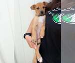 Small Boxer Mix