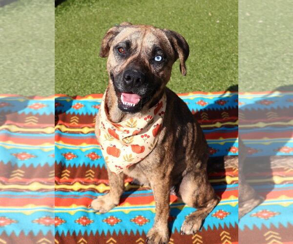 Medium Photo #8 Plott Hound-Unknown Mix Puppy For Sale in Rockaway, NJ, USA