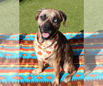 Small #7 Plott Hound Mix