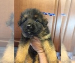 Small Photo #2 German Shepherd Dog Puppy For Sale in GREENVILLE, MI, USA