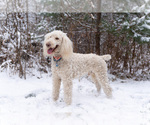 Small Photo #1 Irish Doodle Puppy For Sale in WHITE LAKE, WI, USA