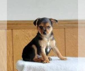 Fox Terrier (Smooth)-Yorkshire Terrier Mix Puppy for sale in ROBESONIA, PA, USA