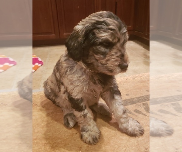Medium Photo #8 Labradoodle Puppy For Sale in JEFFERSONTOWN, KY, USA