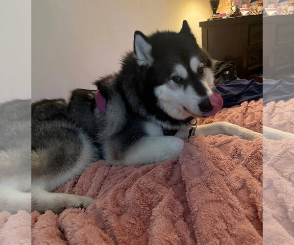 Medium Photo #3 Alaskan Malamute Puppy For Sale in Uwchlan, PA, USA