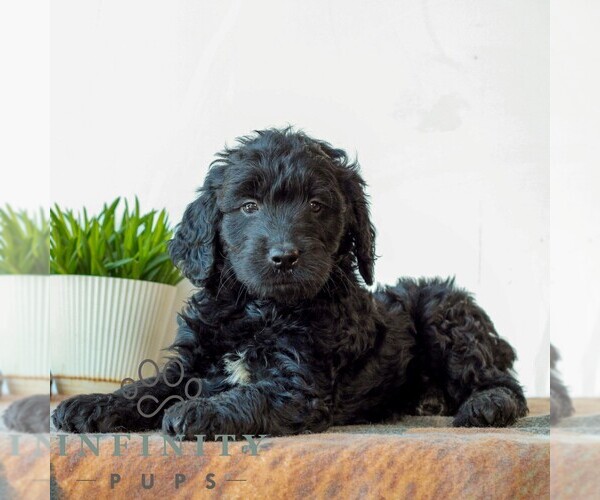 Medium Photo #4 Goldendoodle (Miniature) Puppy For Sale in LITITZ, PA, USA