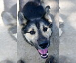 Small #2 Huskies  Mix