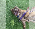 Small Photo #3 American Staffordshire Terrier-Unknown Mix Puppy For Sale in Marathon, FL, USA