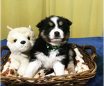 Small Photo #2 Pomsky Puppy For Sale in ROSEBURG, OR, USA
