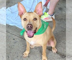 Mutt Dogs for adoption in Washington, DC, USA