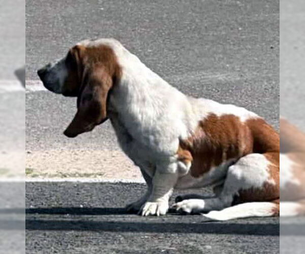 Medium Photo #2 Basset Hound Puppy For Sale in Deepwater, NJ, USA