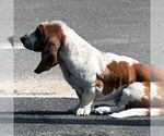 Small #2 Basset Hound