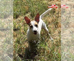 Jack Russell Terrier-Unknown Mix Dogs for adoption in Boston, MA, USA