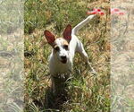 Small Jack Russell Terrier Mix
