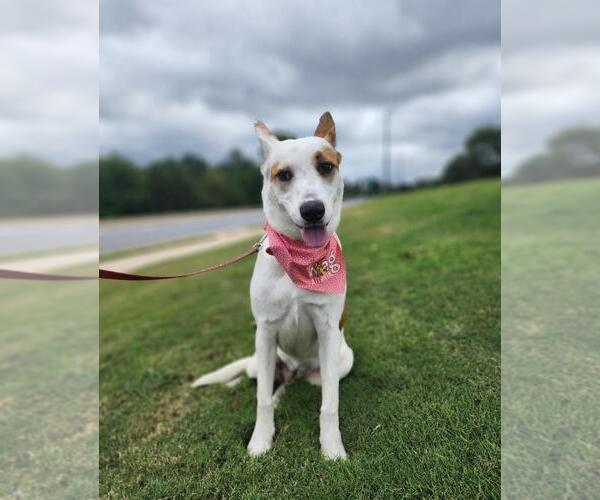 Medium Photo #1 Australian Shepherd-Unknown Mix Puppy For Sale in McDonough, GA, USA