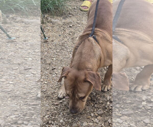 Medium Photo #3 Labrador Retriever Puppy For Sale in Jackson, MS, USA