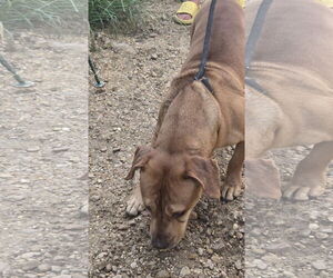Labrador Retriever Dogs for adoption in Jackson, MS, USA