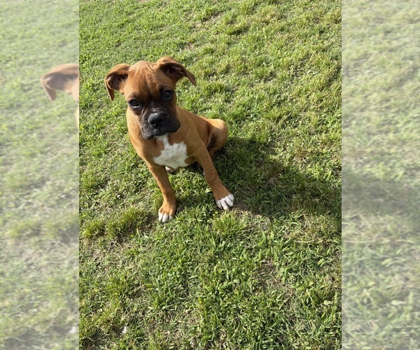 Medium Photo #1 Boxer Puppy For Sale in GREENVILLE, NC, USA