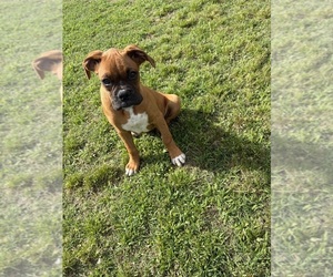 Boxer Puppy for sale in GREENVILLE, NC, USA