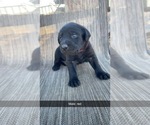 Puppy Black male Labrador Retriever