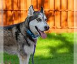 Small #1 Siberian Husky Mix
