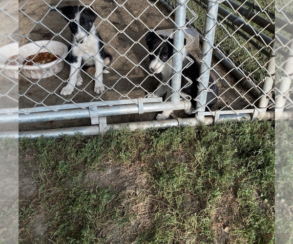 Medium Photo #5 Border Collie Puppy For Sale in INDIANOLA, IA, USA