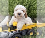 Jenson - Male Cockapoo (Miniature) Puppy for Sale - Photo #2