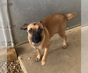 Chug Dogs for adoption in Sterling, MA, USA