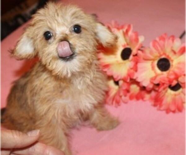 Medium Photo #1 Havanese Puppy For Sale in THAYER, KS, USA