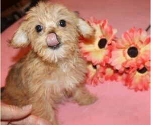 Havanese Puppy for sale in THAYER, KS, USA