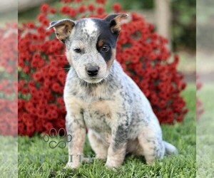 Australian Cattle Dog Puppy for sale in ATGLEN, PA, USA