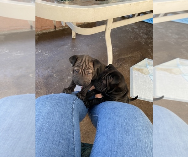 Medium Photo #6 Chinese Shar-Pei Puppy For Sale in SAN DIEGO, CA, USA