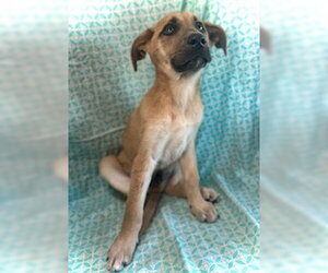 Camryn - Male Mutt Dog for Adoption - Photo #7