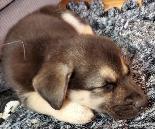 Medium Photo #8 Beagle-Siberian Husky Mix Puppy For Sale in SPRINGFIELD, OR, USA