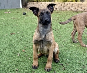 Belgian Malinois Puppy for sale in DIXON, CA, USA