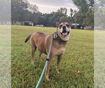 Small #2 Carolina Dog Mix