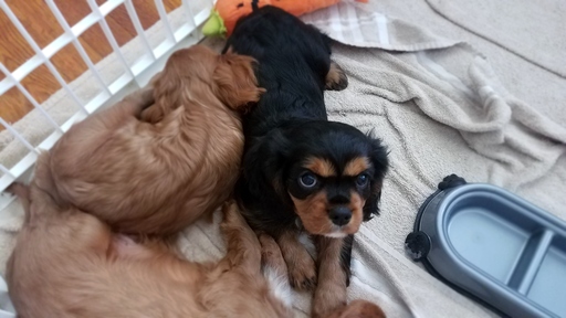 Medium Photo #1 Cavalier King Charles Spaniel Puppy For Sale in COLUMBIA, SC, USA